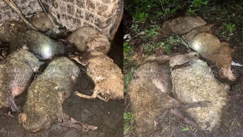 Qımılqazmada dəhşət - Ayıların kəndə hücumu