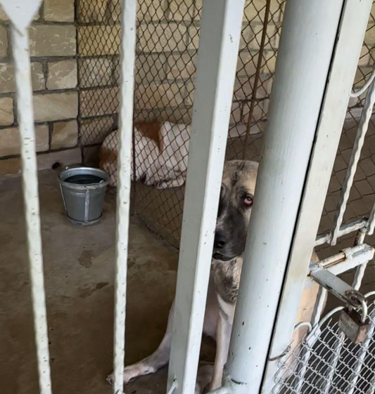 Şəkidə təsərrüfat mərkəzində itlərə əziyyət verilir