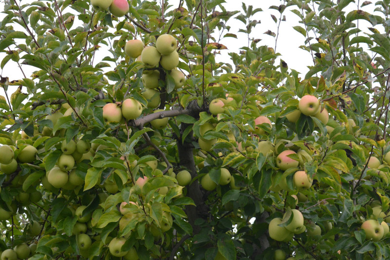 Qubada almanın kilosu 6-7 qəpiyə düşdü