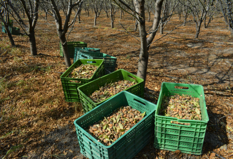 Şabran və Siyəzənin badam bağlarından 166 ton məhsul yığılıb