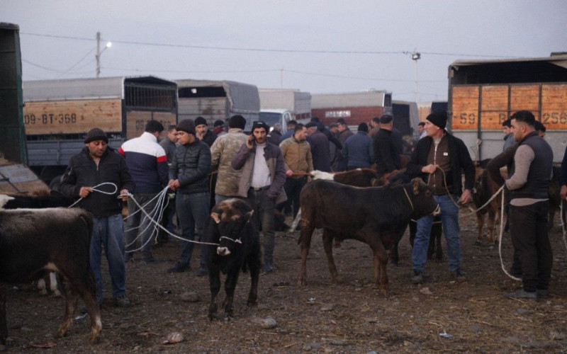 Bu gündən heyvan bazarları bağlanır