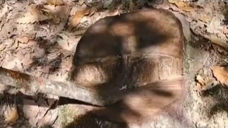 Xaçmazda ağaclar kəsilib - Araşdırma aparılır