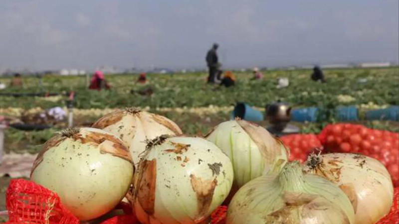 Soğan əkənlərin gözü yaşlı