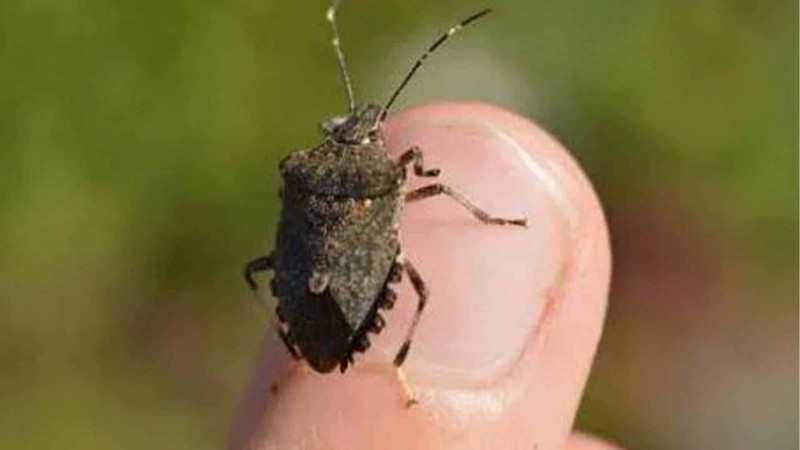 Mərmər bağacığı hücumdan bu üsulla qurtulun