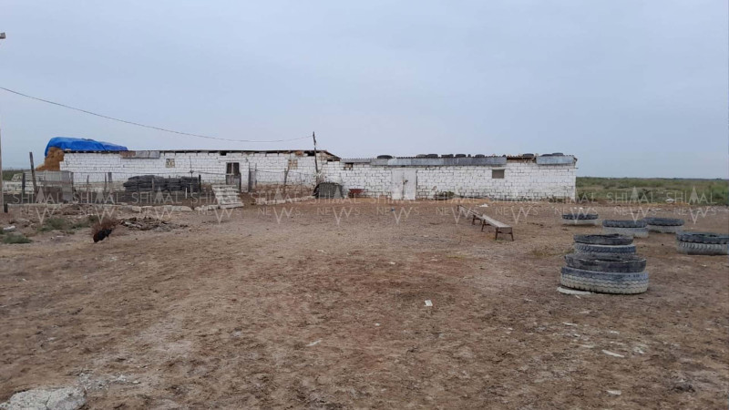 Quba sakininin qoyunları Şabranda oğurlandı - FOTO