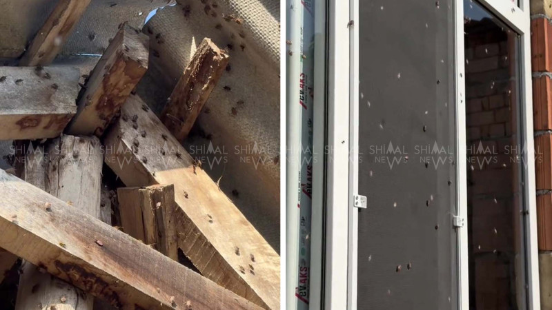 “Mərmər bağacığı” hücumu – Şimalda böcək kabusu!