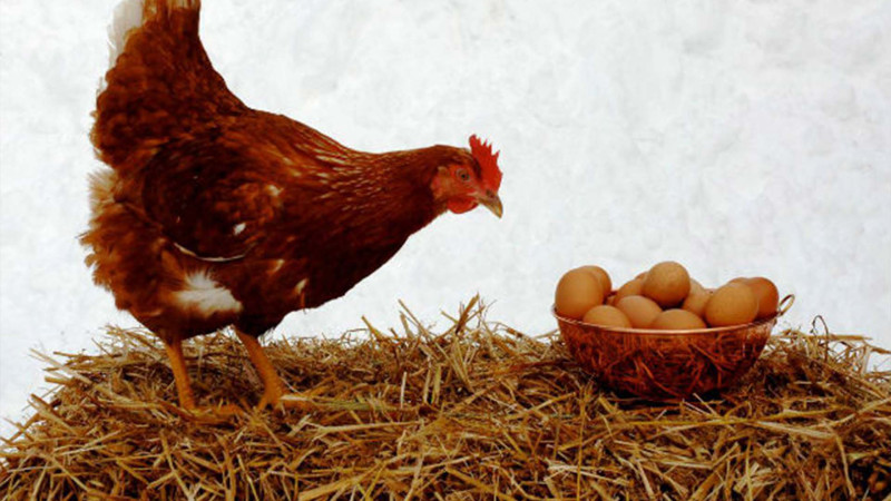 “Kənd yumurtası” adı ilə alıcılar necə aldadılır?