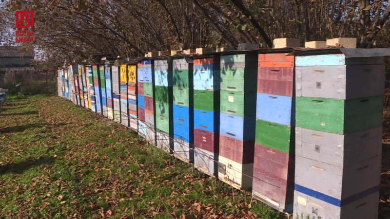 Zaqatalada arılar kütləvi halda MƏHV OLUR 