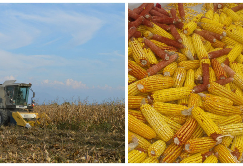 Balakəndə dən qarğıdalı istehsalı artıb
