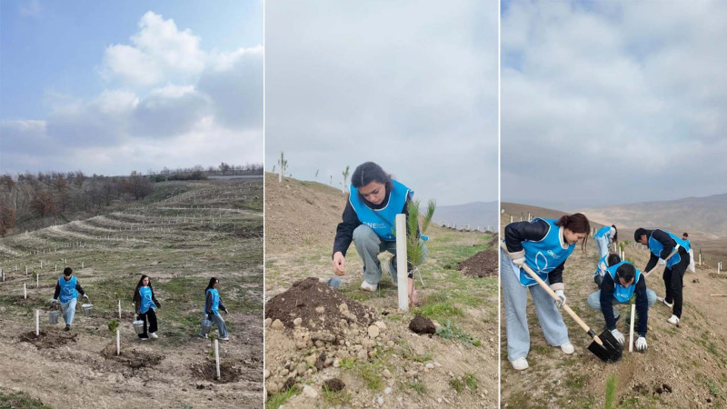 Yaşıl Marafon kütləvi ağacəkmə kampaniyası davam edir