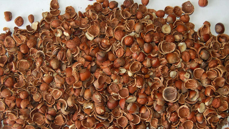 Zaqatalada sakinlər şaxtada fındıq qabığına möhtac qalırlar