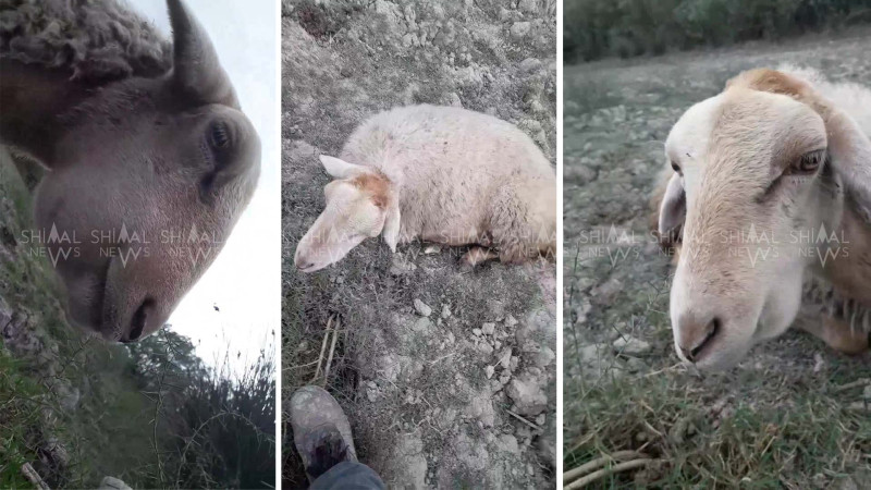 Dabaq xəstəliyi yenidən yayılır