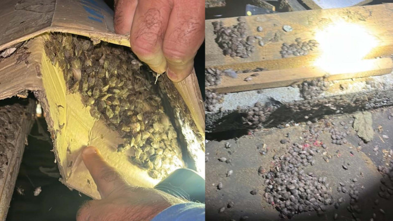 Zaqatala və Balakəndə həşəratlara qarşı mübarizə nəticə verir