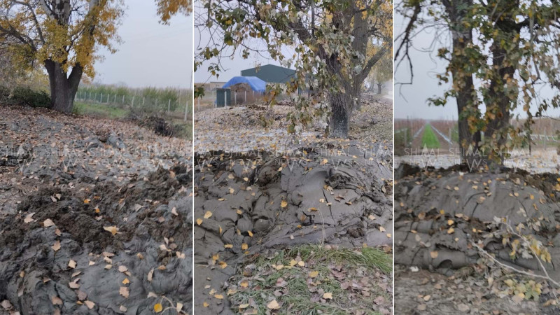 Xaçmazda iri gövdəli ağacların dibinə lil tökülüb – VİDEO