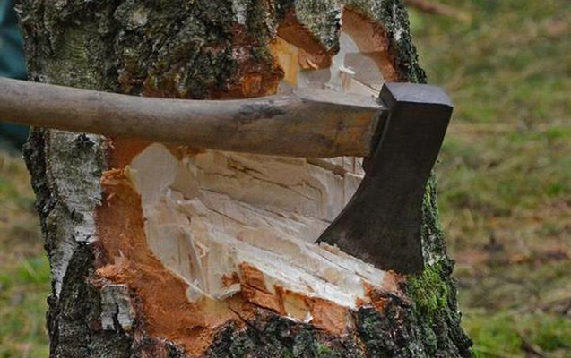 Şahdağ Milli Parkında qanunsuz ağac kəsənlər saxlanıldı