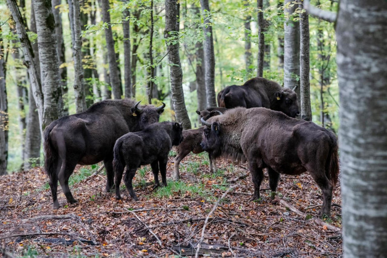 İsmayıllıda “Zubrları təbiətimizə qaytaraq!” adlı düşərgə keçirilib 