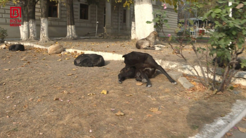 Bu il Şəkidə 1017 nəfəri it dişləyib - FOTO