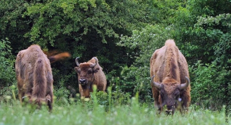 Şahdağ Milli Parkında açıq qapı günü keçiriləcək
