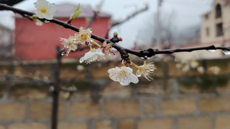 Qusarda ağac qorxudan 2 dəfə çiçək açdı
