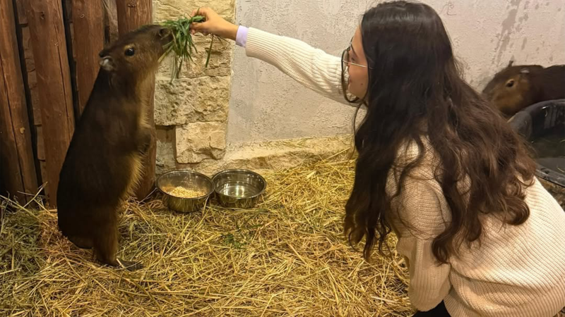Şamaxıda kapibaralar məskunlaşıb