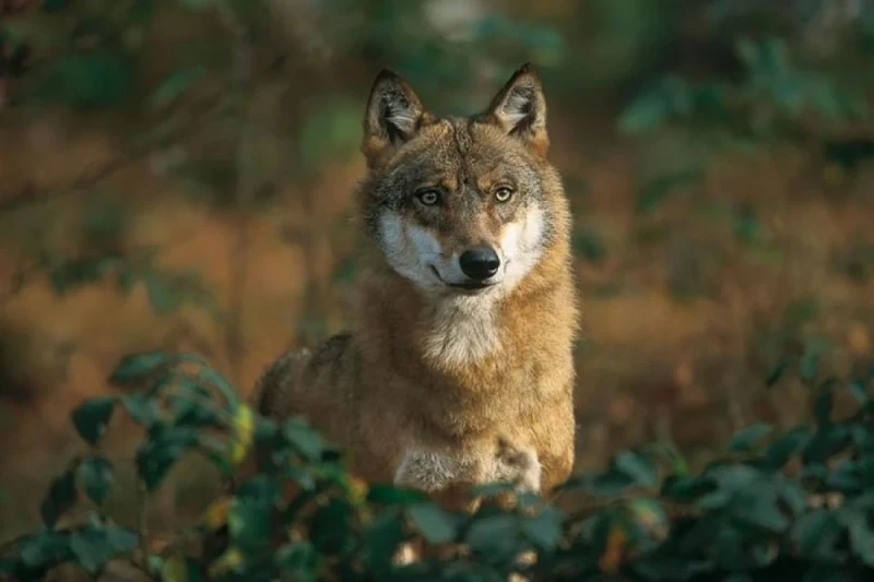 Canavarların hücum etdiyi 5 nəfərdən xəbər var