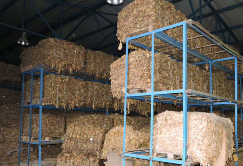 Bu rayonlarında tütün istehsalı artıb