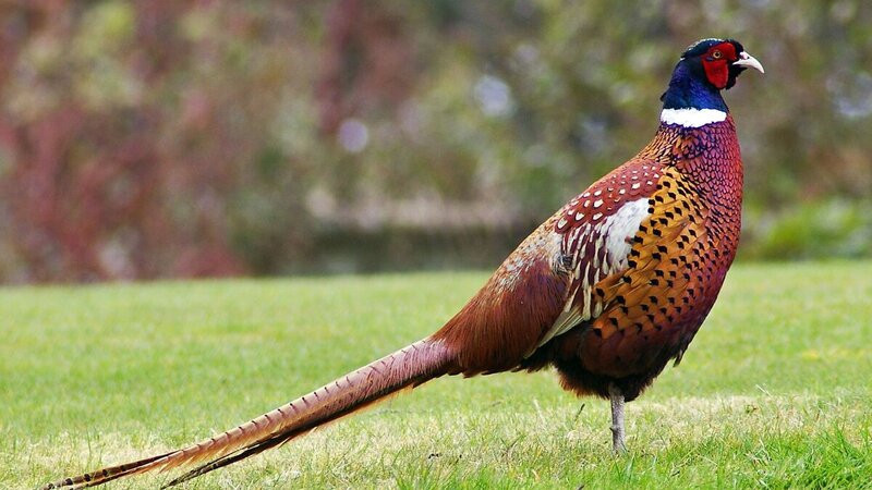 Qırqovula görə 1000 manat cərimələndi