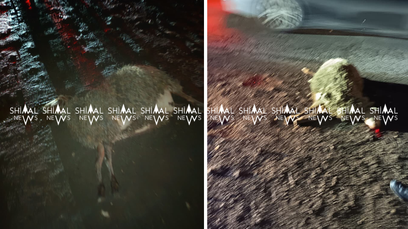 Quba-Xaçmaz yolunda qəza: avtomobil qoyun sürüsü ilə toqquşdu