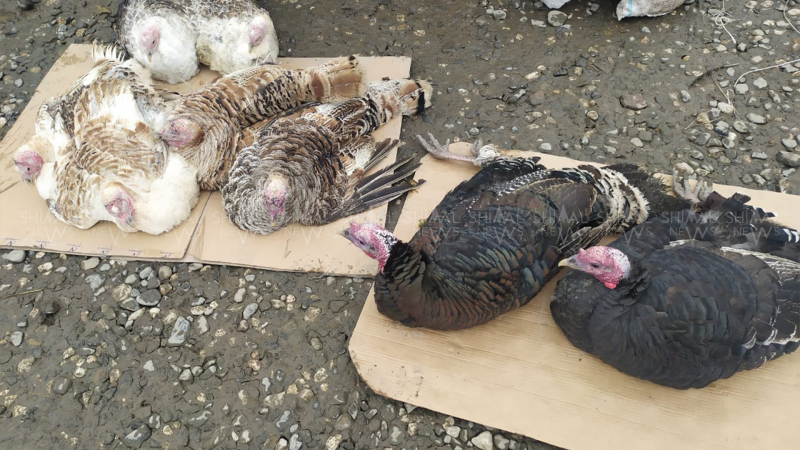 Hinduşka qırğını başlayıb