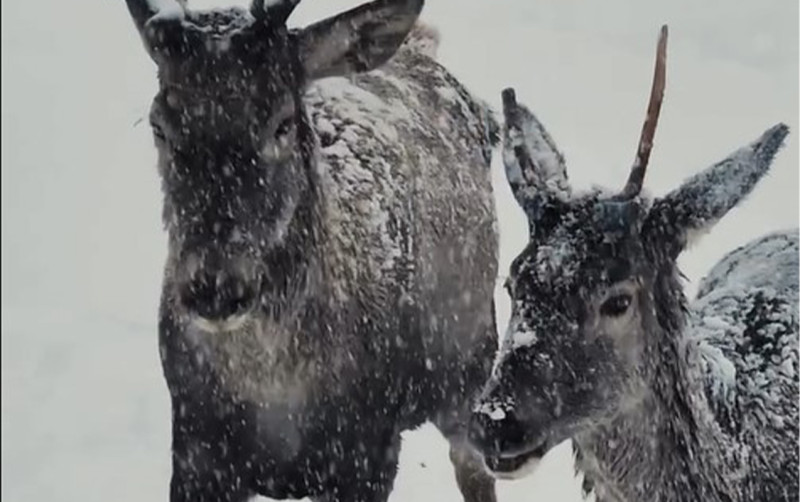 Şahdağda Qırmızı kitaba düşən nəcib marallar