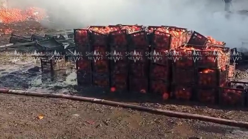 Zaqatalada xurma sexi kül oldu - VİDEO