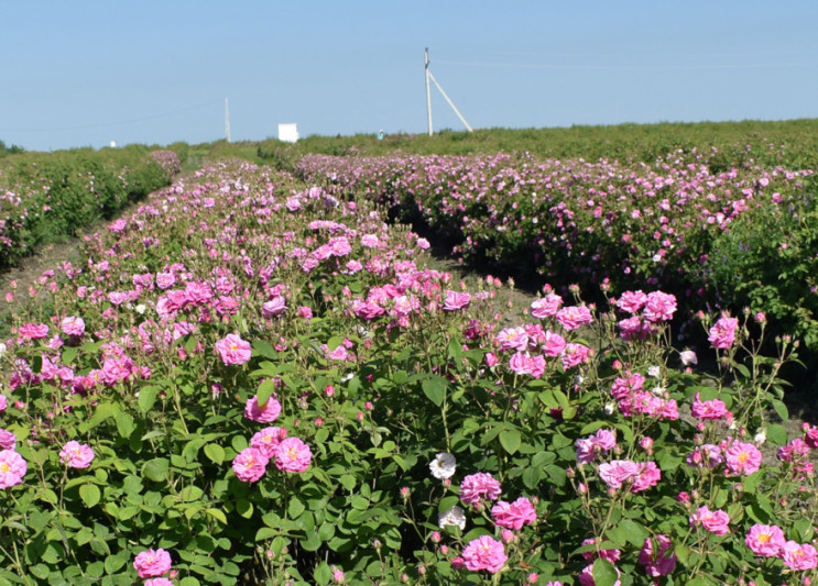 Zaqatalanın gül yağı Avropa və ərəb ölkələrinə ixrac edilib