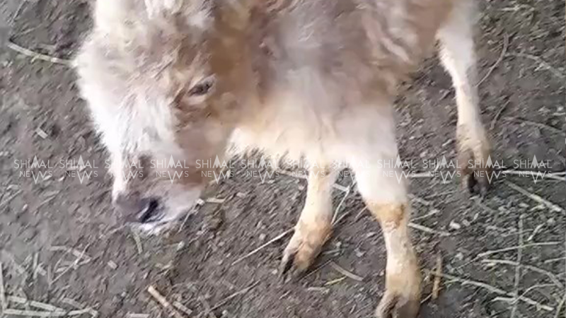 Qaxda qeyri-adi heyvan - VİDEO