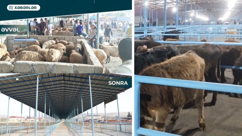 Şamaxı və Göyçayda heyvan satışı bazarları açılıb