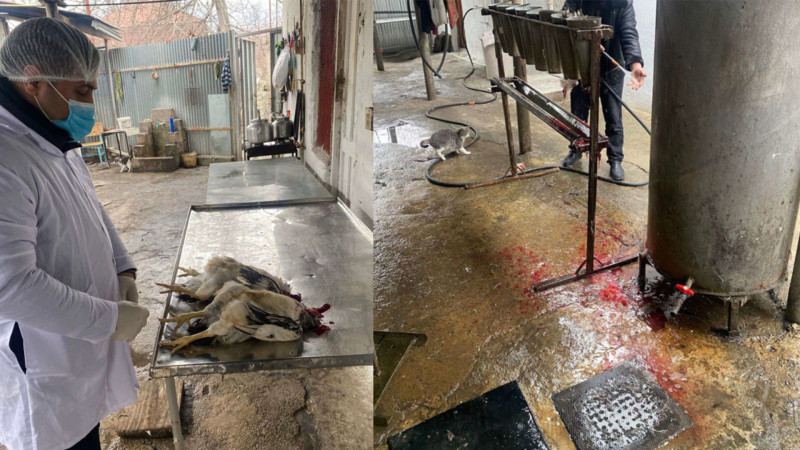 Qanunsuz fəaliyyət göstərən quş kəsimi sexi aşkarlandı