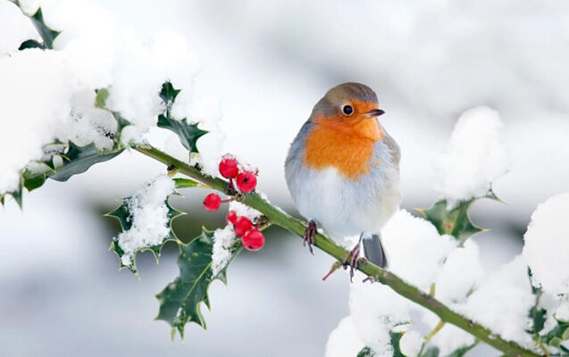 Sabah qış sərt üzünü göstərəcək