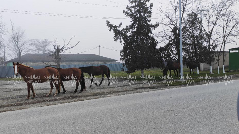 Quba-Xaçmaz yolunda gəzən təhlükə