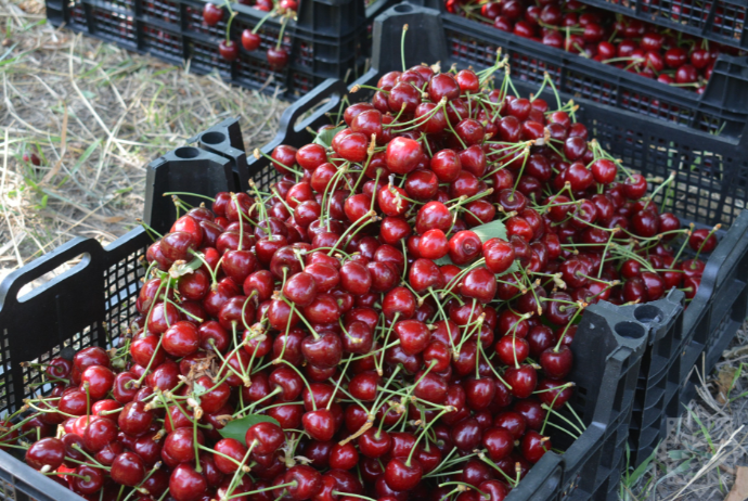 Xaçmazda gilas üstündə qonşusunu döyən qadınla bağlı qərar verildi