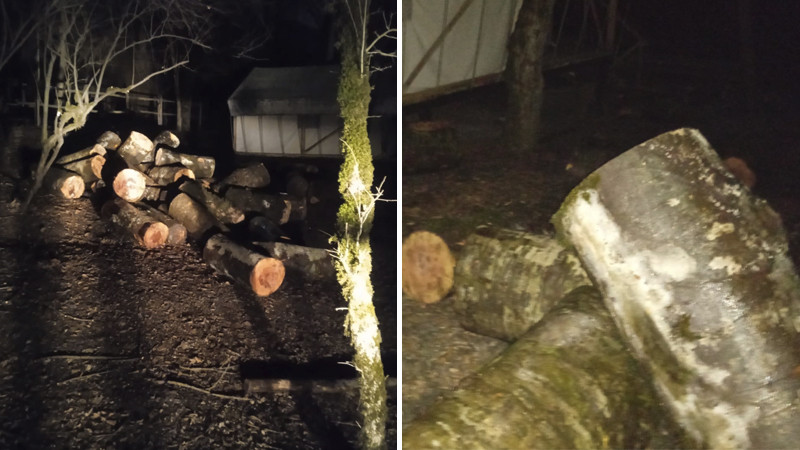 İsmayıllıda meşə talan edilir- Vəzifəli şəxslə bağlı iddia - VİDEO