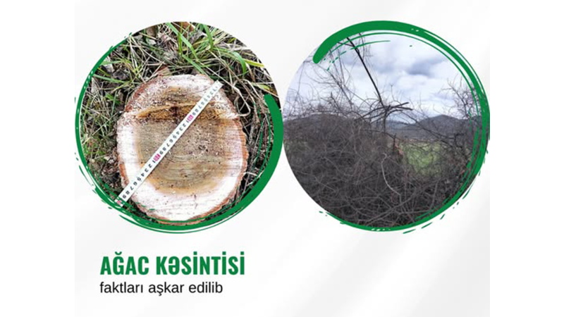 Xaçmaz və Qusarda yaşıllıqların məhv edilməsi faktı aşkarlanıb