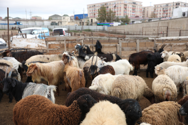 Şimal fermerlərinin dərdi: Heyvanımı aparıb harada satım?