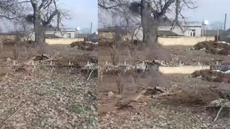 Xaçmazda ziyarətgahda ağacları kim kəsir?