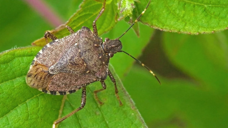 Şimalda zərərvericilərə qarşı səfərbərlik: Risk zonaları açıqlandı