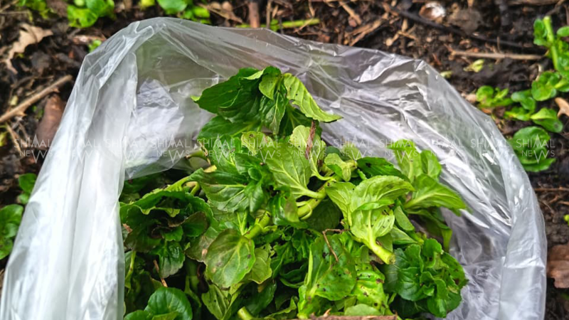 Qəçrəş kəndində yazın ilk qoxusu — Yarpız