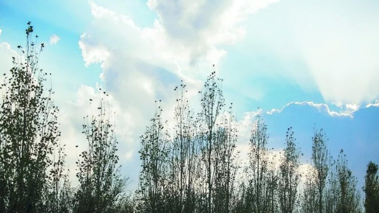 Sabah Şimalın havası necə olacaq?