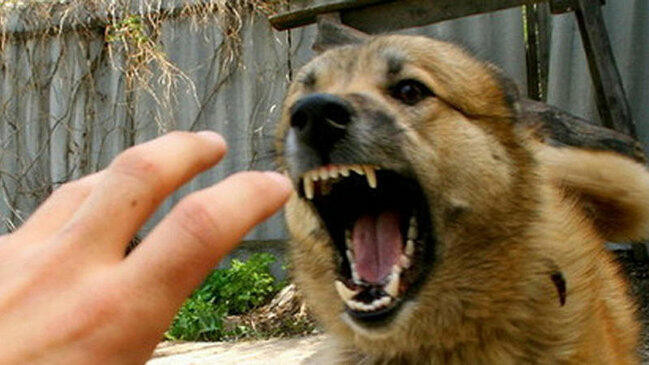 Qubada 69 yaşlı qadını sahibsiz it dişlədi