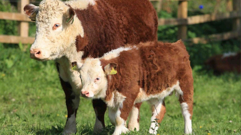 Heyvandarlıqda hansı rayon öndədir?- STATİSTİKA