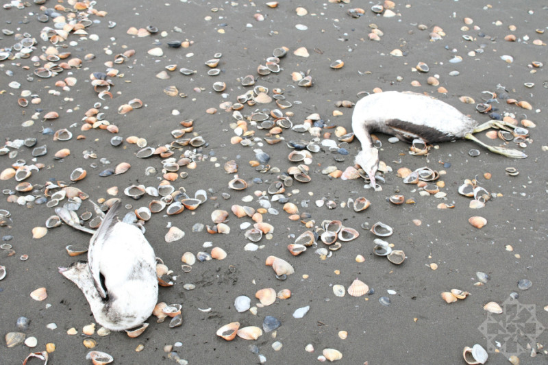 Xaçmaz sahillərində kütləvi quş ölümü: Səbəb nədir?