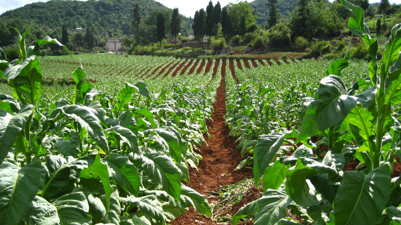 Şimal-qərb rayonlarında 800 ha tütün əkiləcək