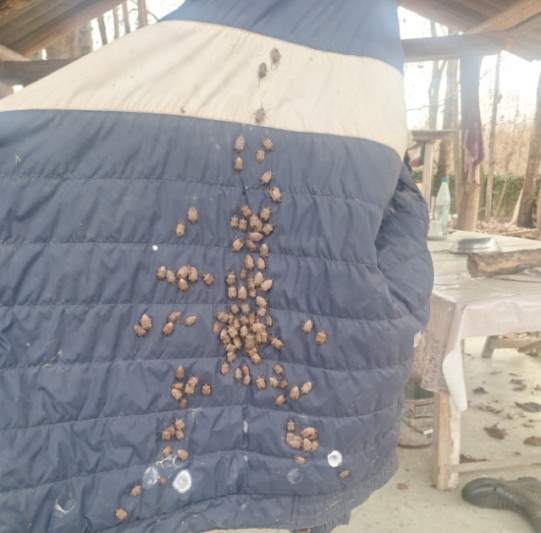 Qəhvəyi mərmər bağacığına qarşı monitorinqlər davam edir